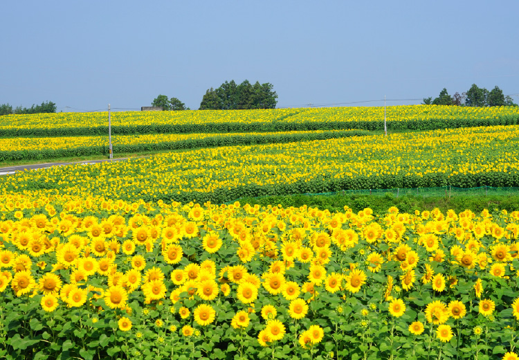 三本木ひまわりの丘