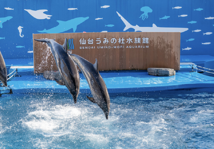 仙台うみの杜水族館